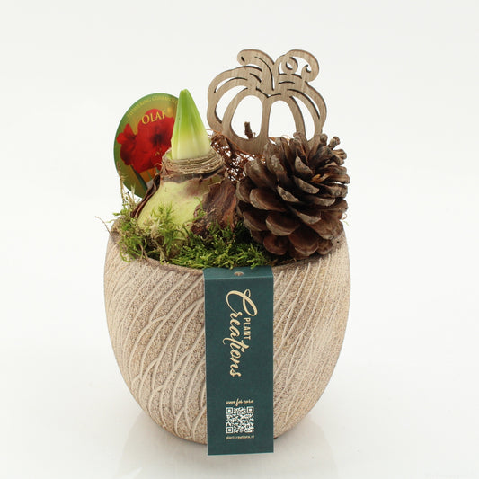 Hippeastrum arrangement 25cm 14cm Pot