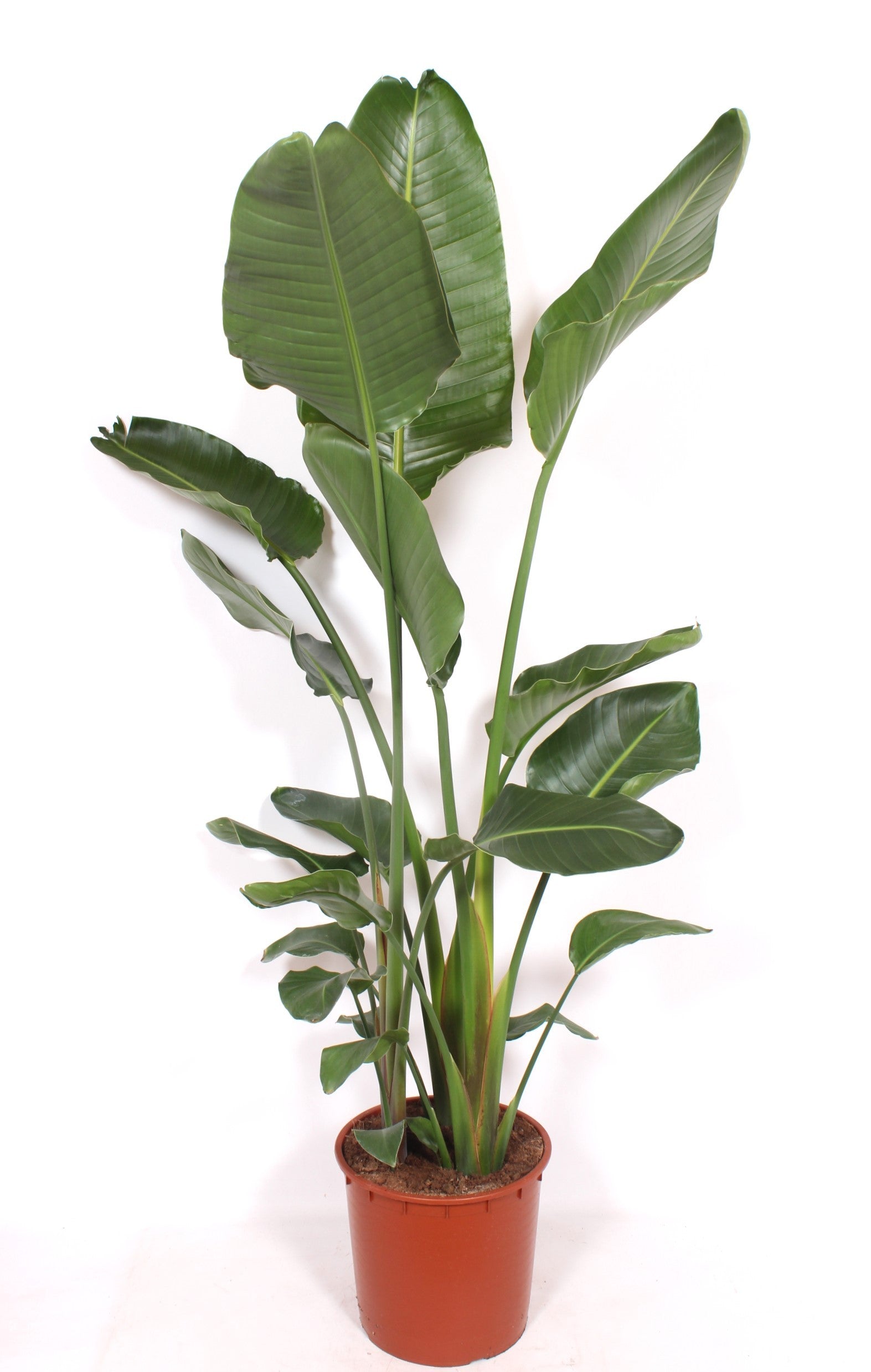 Strelitzia nicolai 180cm 34cm Pot