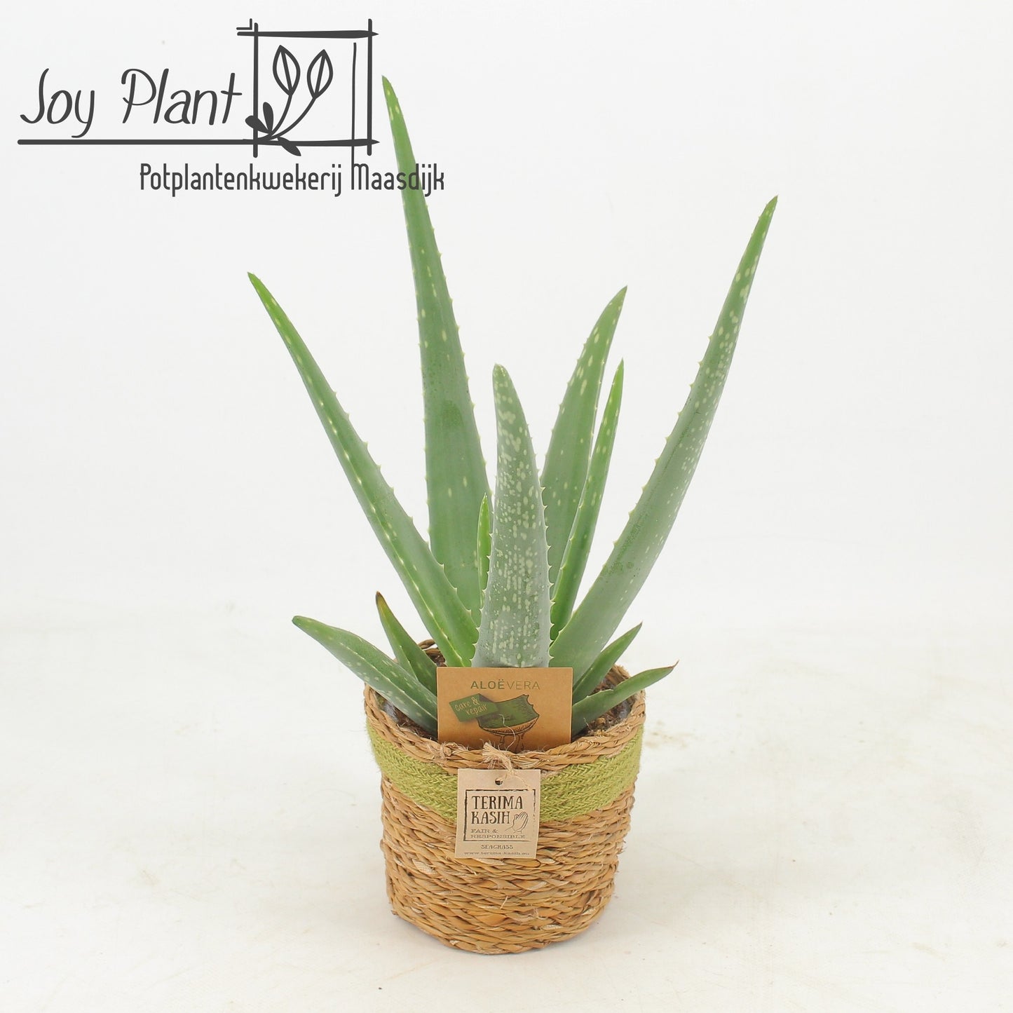 Aloe vera 40cm 13cm Pot