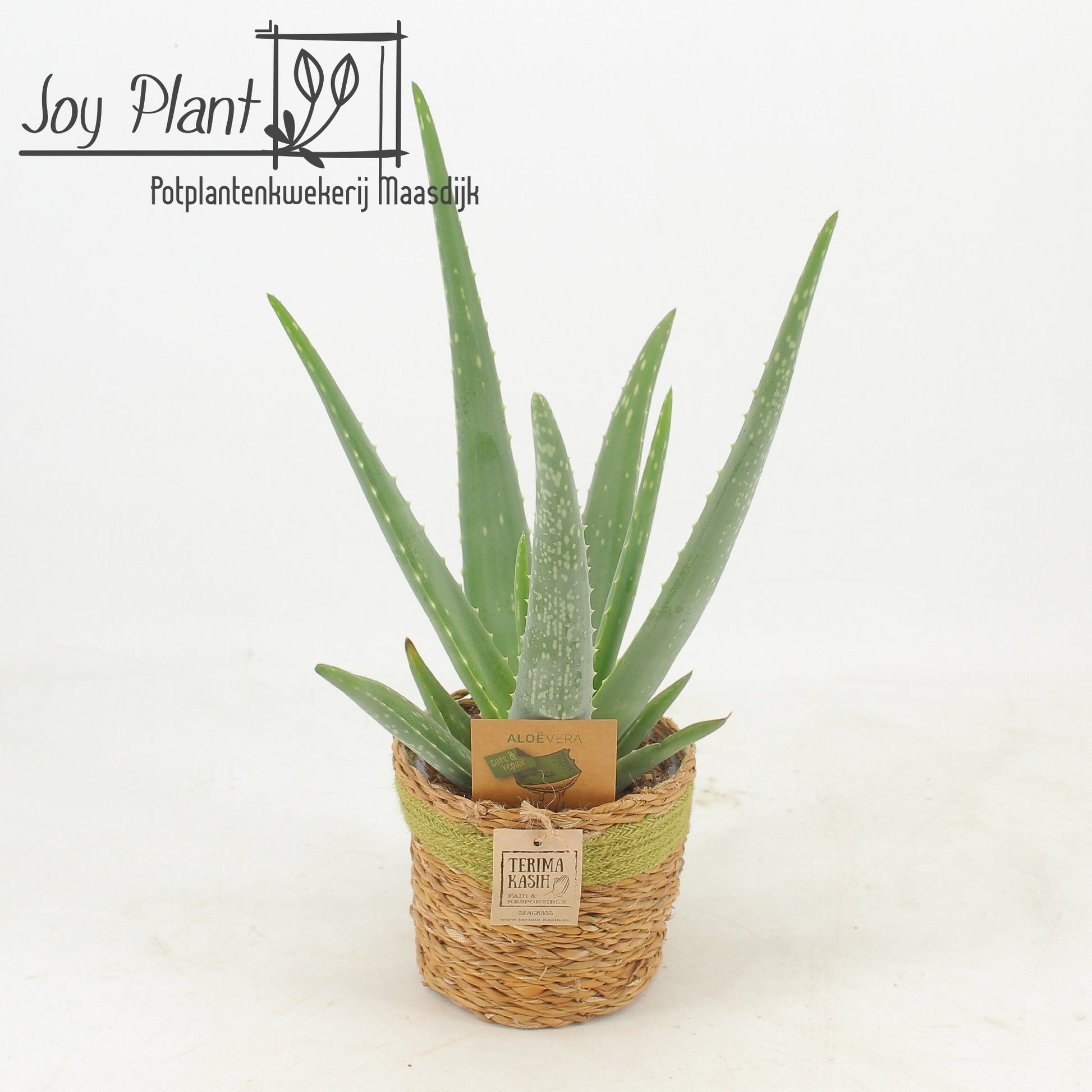 Aloe vera 40cm 13cm Pot