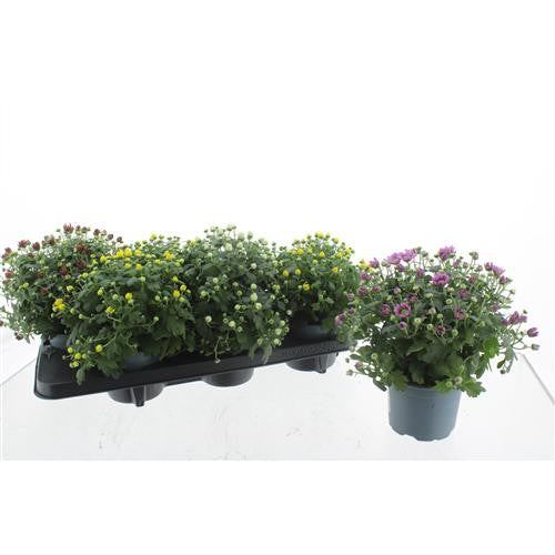 Chrysanthemum Paradiso mix 25cm 14cm Pot