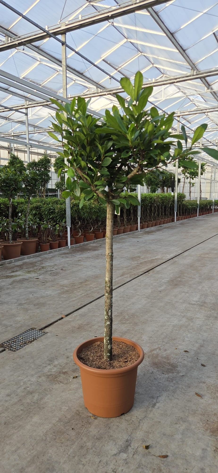 Ficus cyathistipula 250cm 55cm Pot