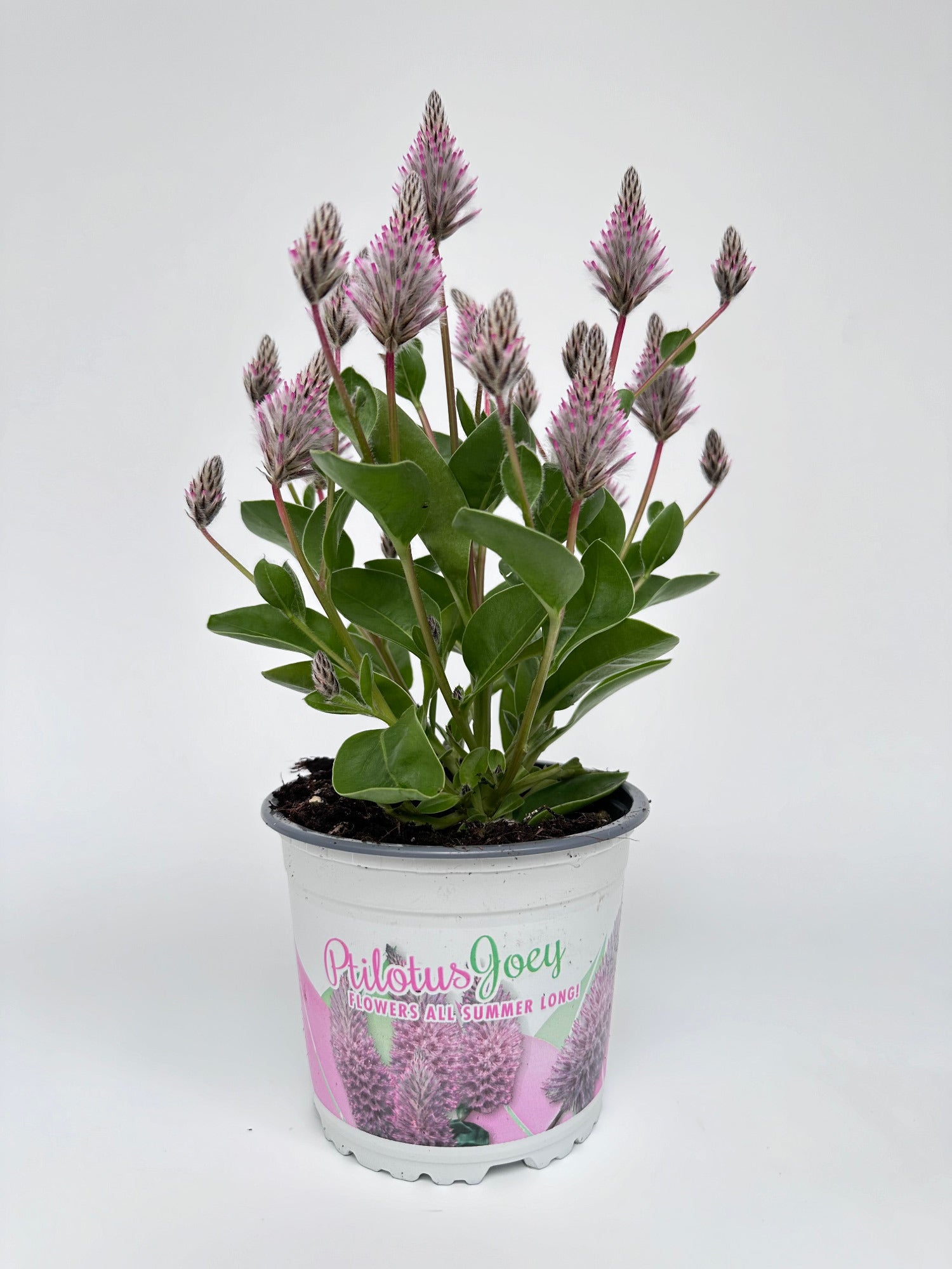 Ptilotus ex. Joey 30cm 13cm Pot
