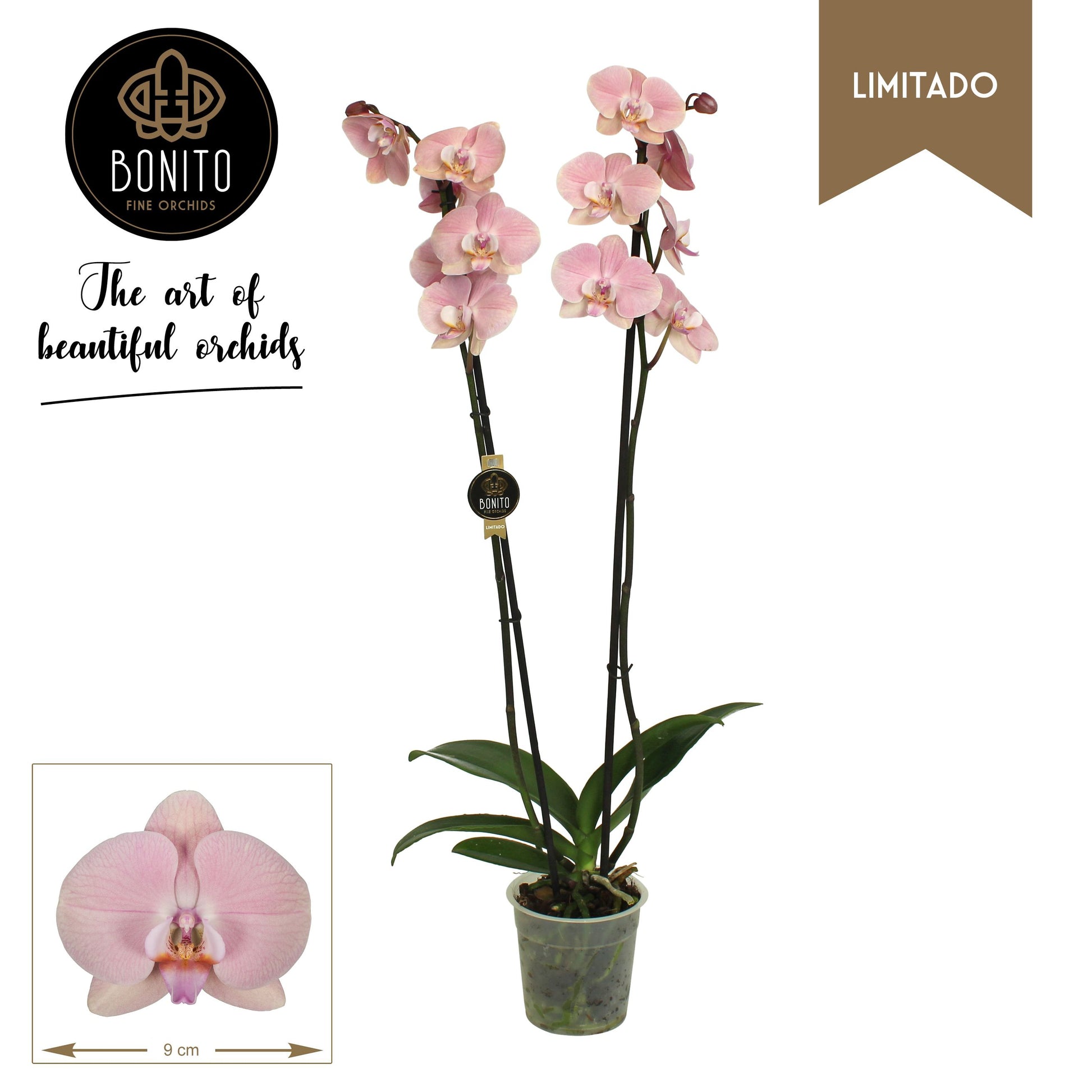 Bonito Plant Phalaenopsis Rome Pack of 10
