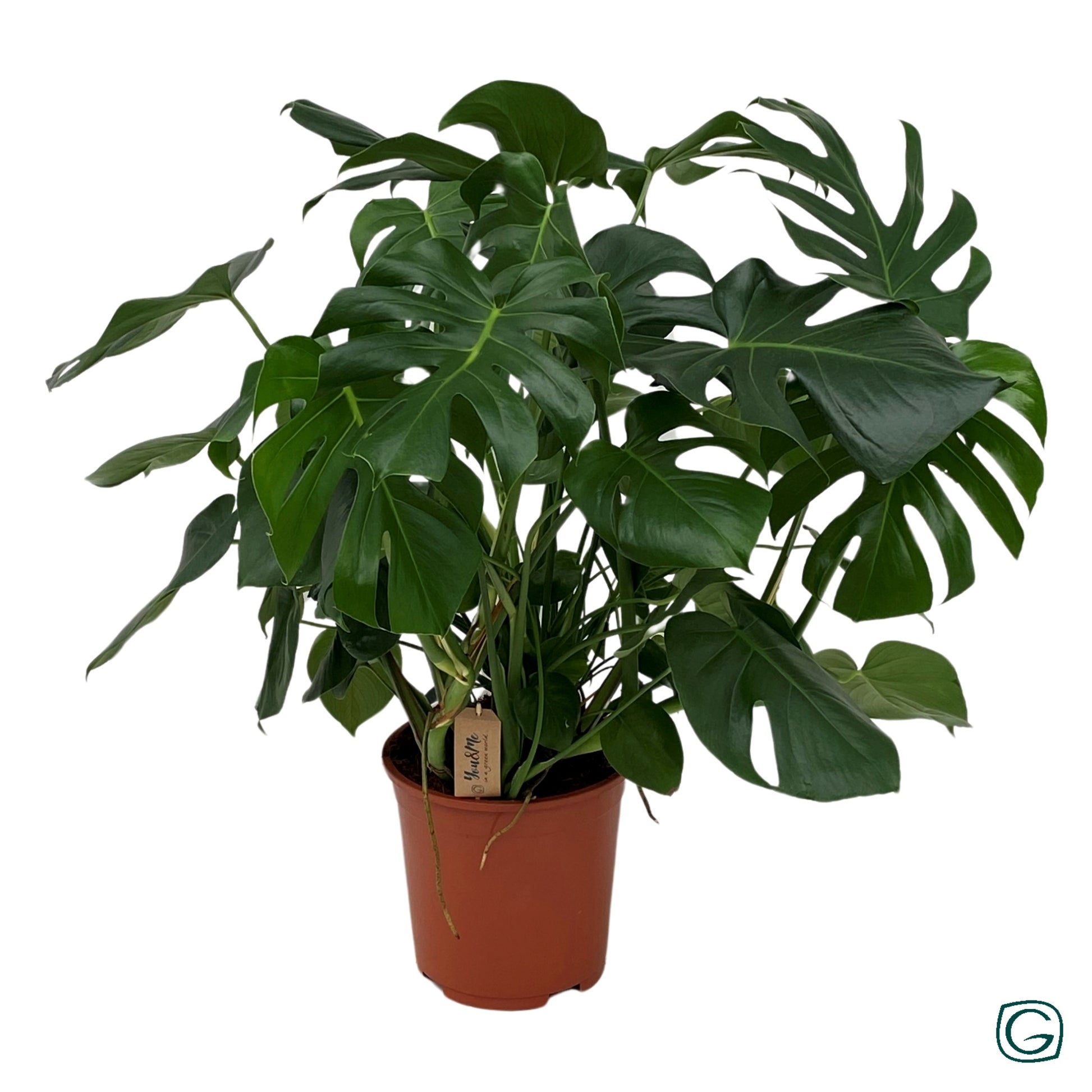 Geest Potplanten BV, DC Monstera deliciosa Pack of 1
