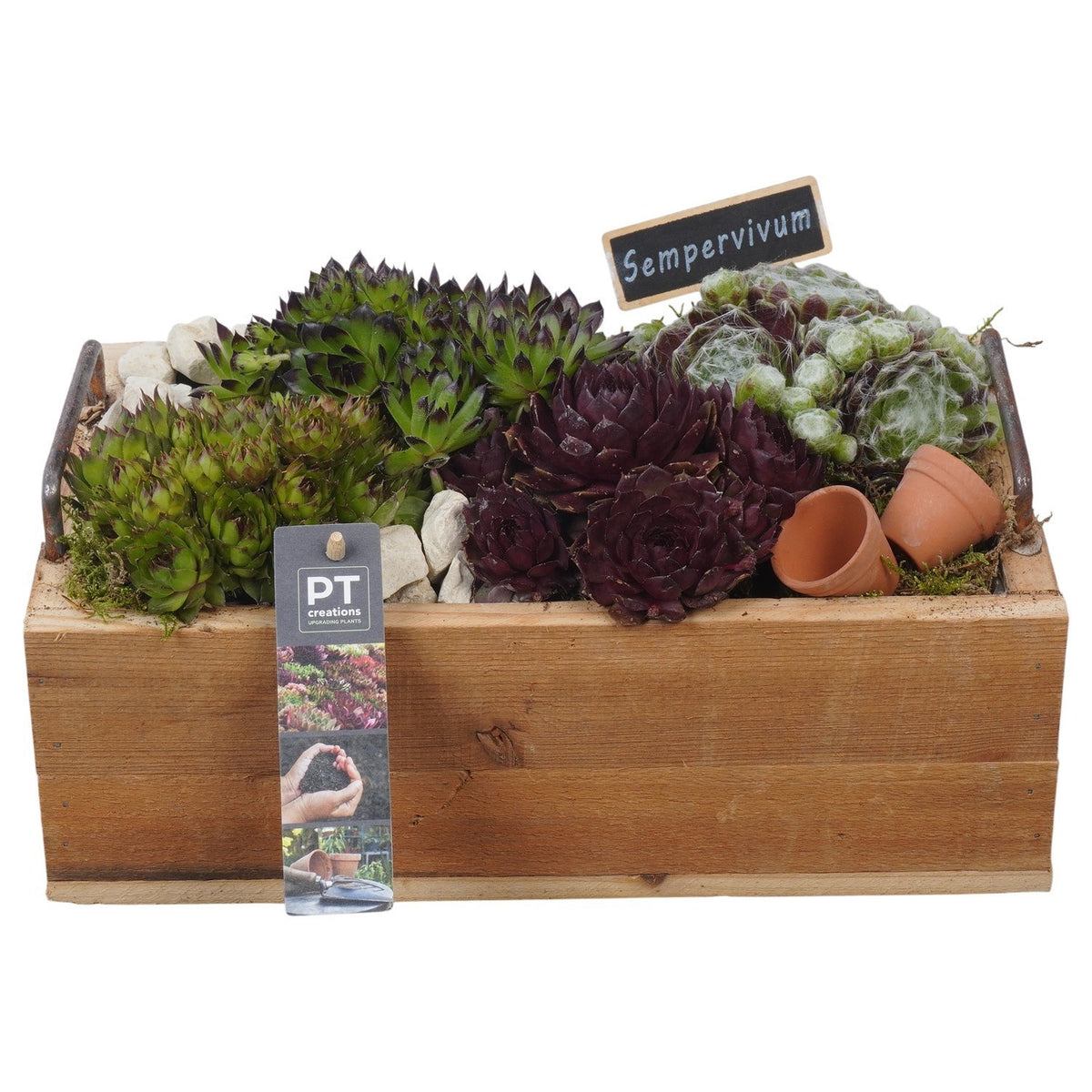 arr. Sempervivum 16cm 30cm Pot