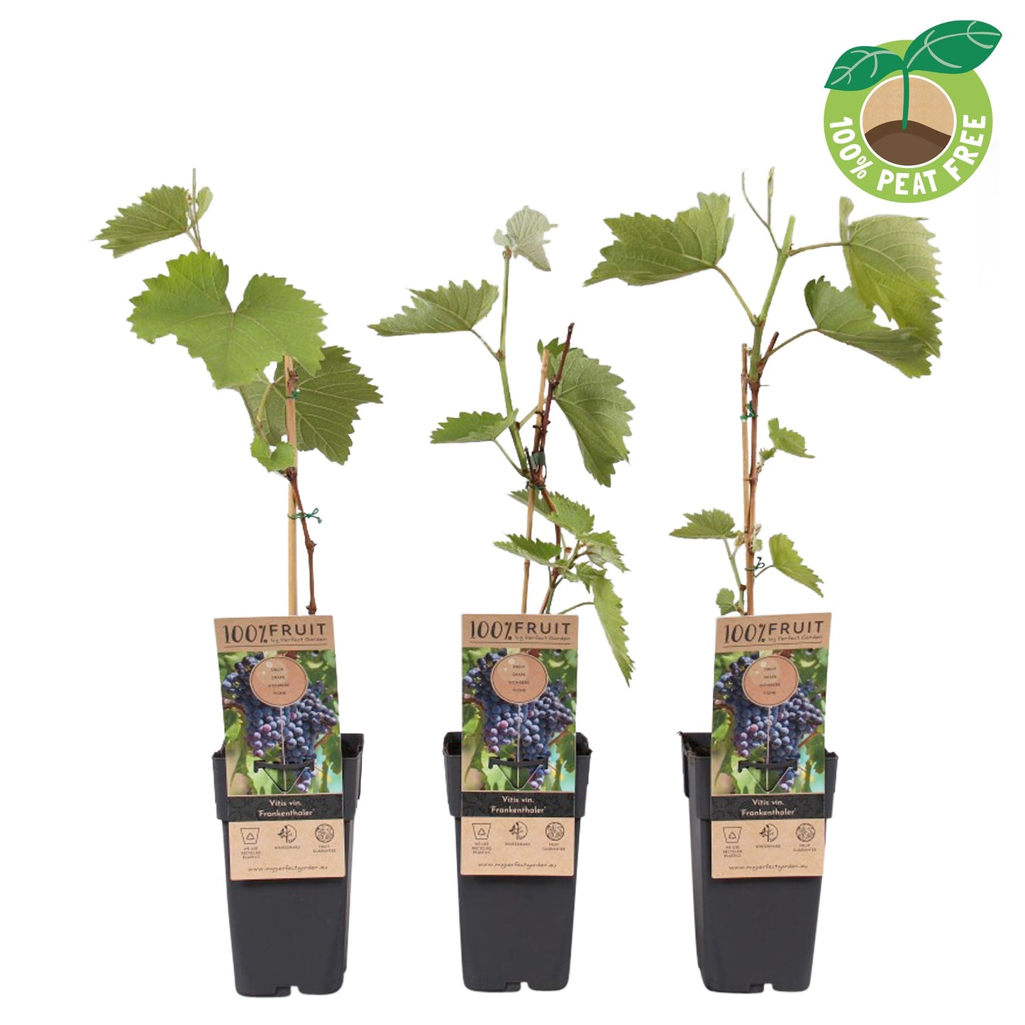 Vitis vinifera Frankenthaler (Black Grape) 50cm 15cm Pot