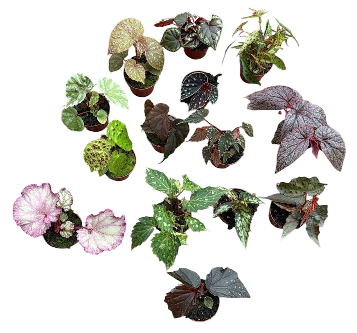 Begonia Cottage Bright Red 12cm 8cm Pot