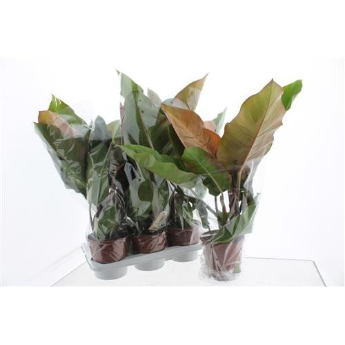 Fachjan BV Philodendron Prince Of Orange Pack of 1