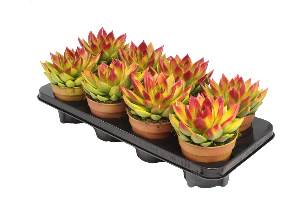 Echeveria colored yellow 15cm 12cm Pot