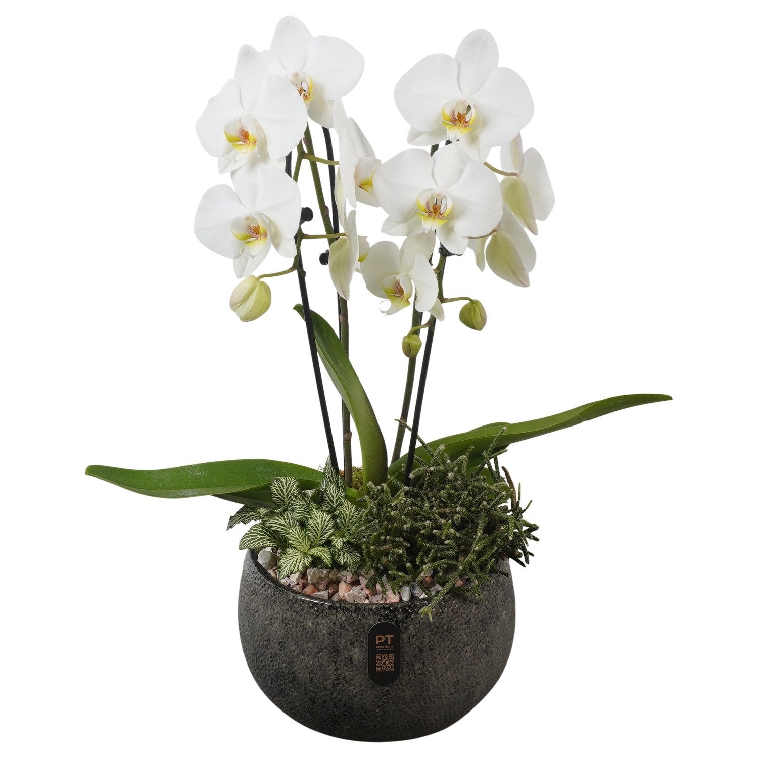 Indoor arrangement 56cm 23cm Pot