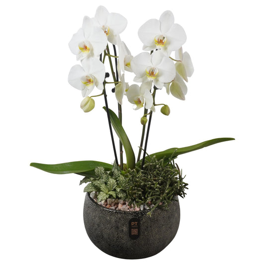 Indoor arrangement 56cm 23cm Pot