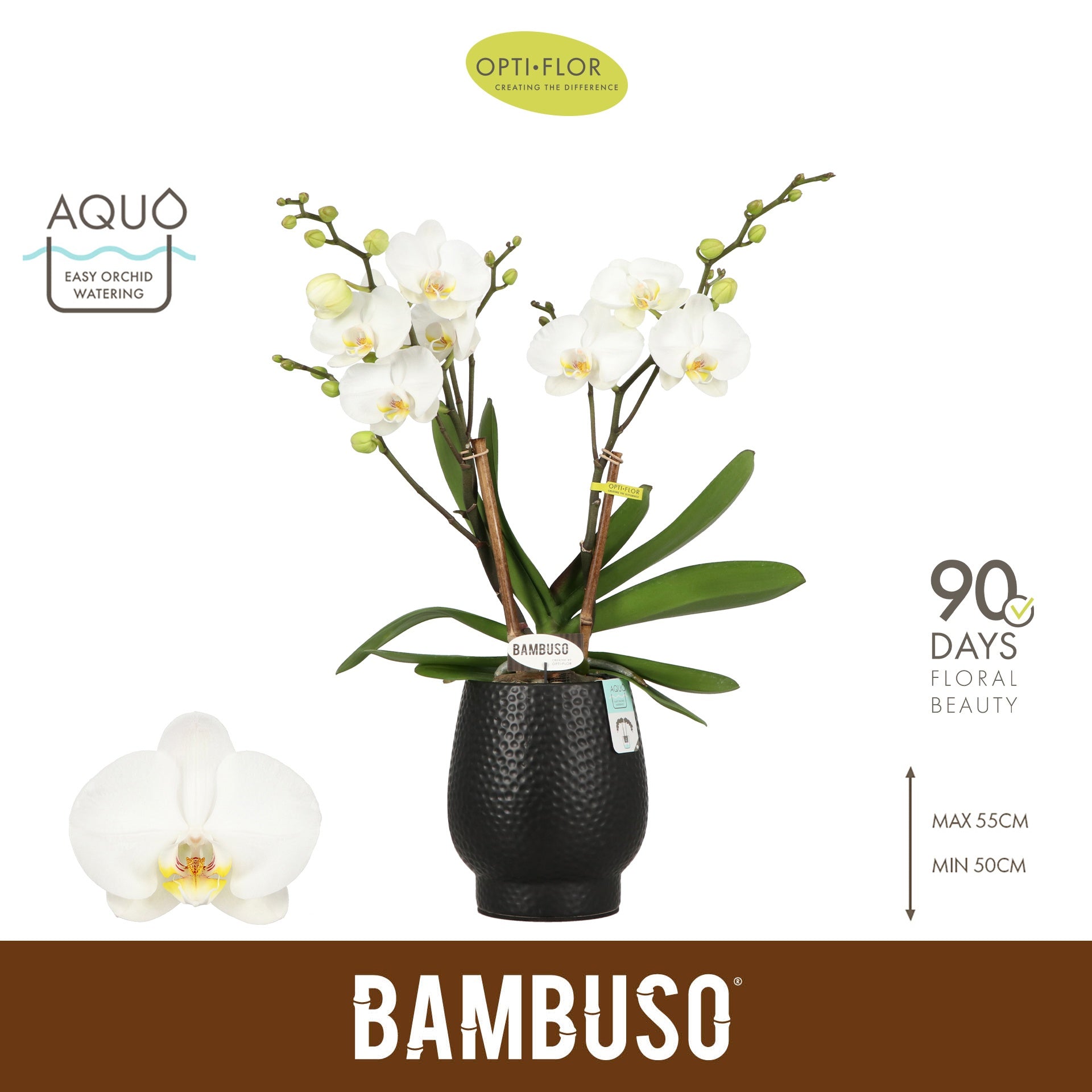 Phalaenopsis Bambuso Inyo in ceramic 55cm 12cm Pot