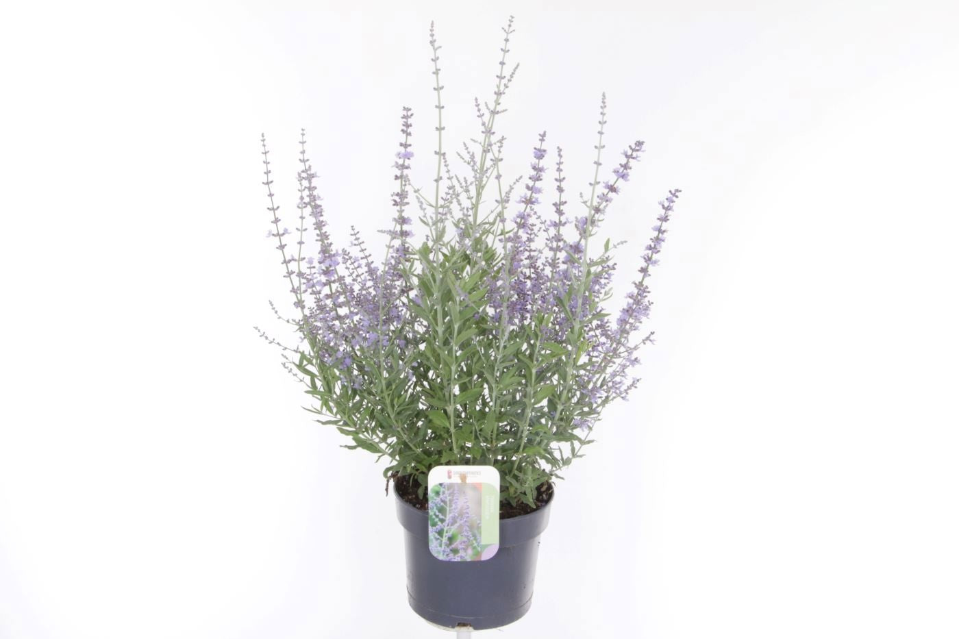 Perovskia atr. Bluesette 60cm 17cm Pot
