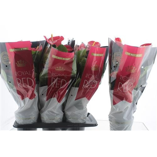Breugem Plants B.v. Anthurium Madural Pack of 6