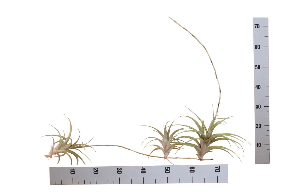 Tillandsia ionantha 20cm 998cm Pot