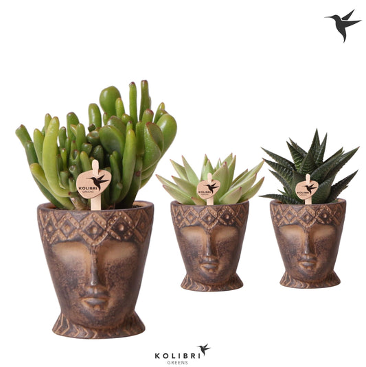Succulenten mix (+ drp.Totem Mask) 15cm 6cm Pot