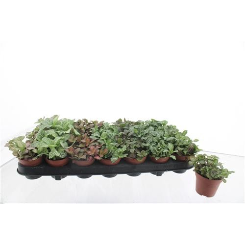Fittonia mix 12cm 8.5cm Pot