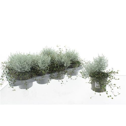 Leucophyta brownii 20cm 12cm Pot