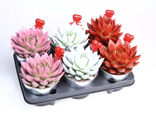 Euro Cactus Holland Bv Rainbow zink+hartje Pack of 6