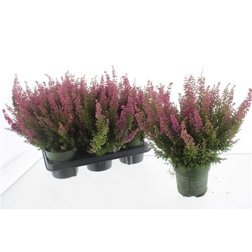 Erica gr. Beauty Queen red 30cm 12cm Pot