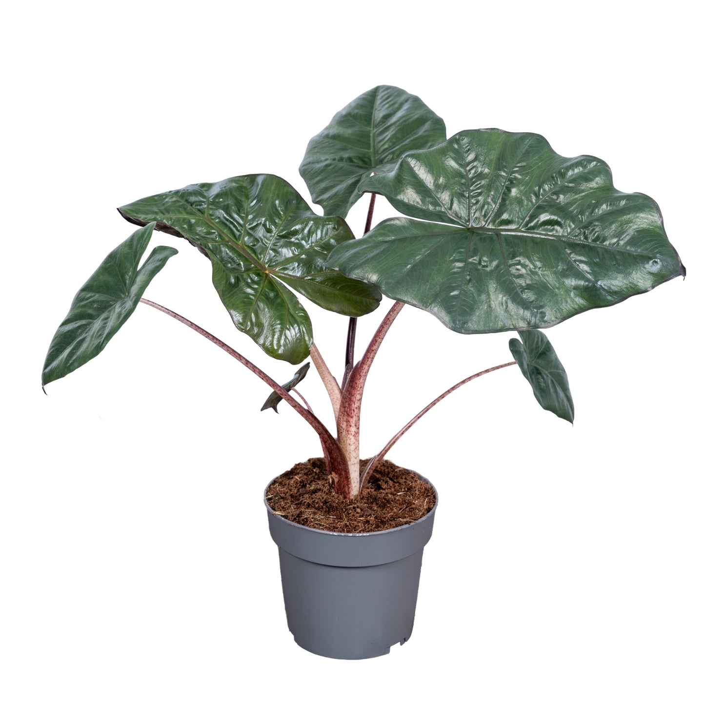 Alocasia Yucatan Princess 45cm 14cm Pot