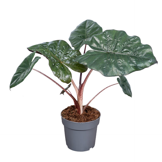 Alocasia Yucatan Princess 45cm 14cm Pot