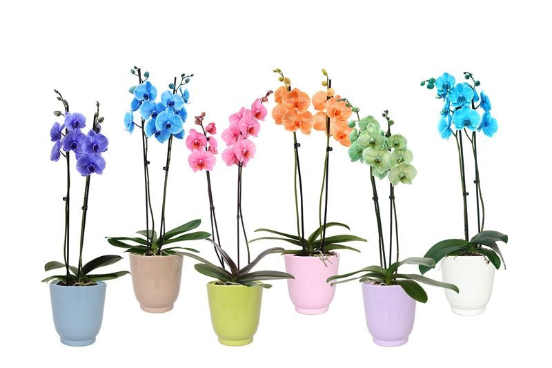Phalaenopsis Hybrid 55cm 12cm Pot