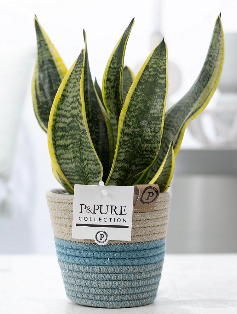 Sansevieria Futura Superba 30cm 12cm Pot