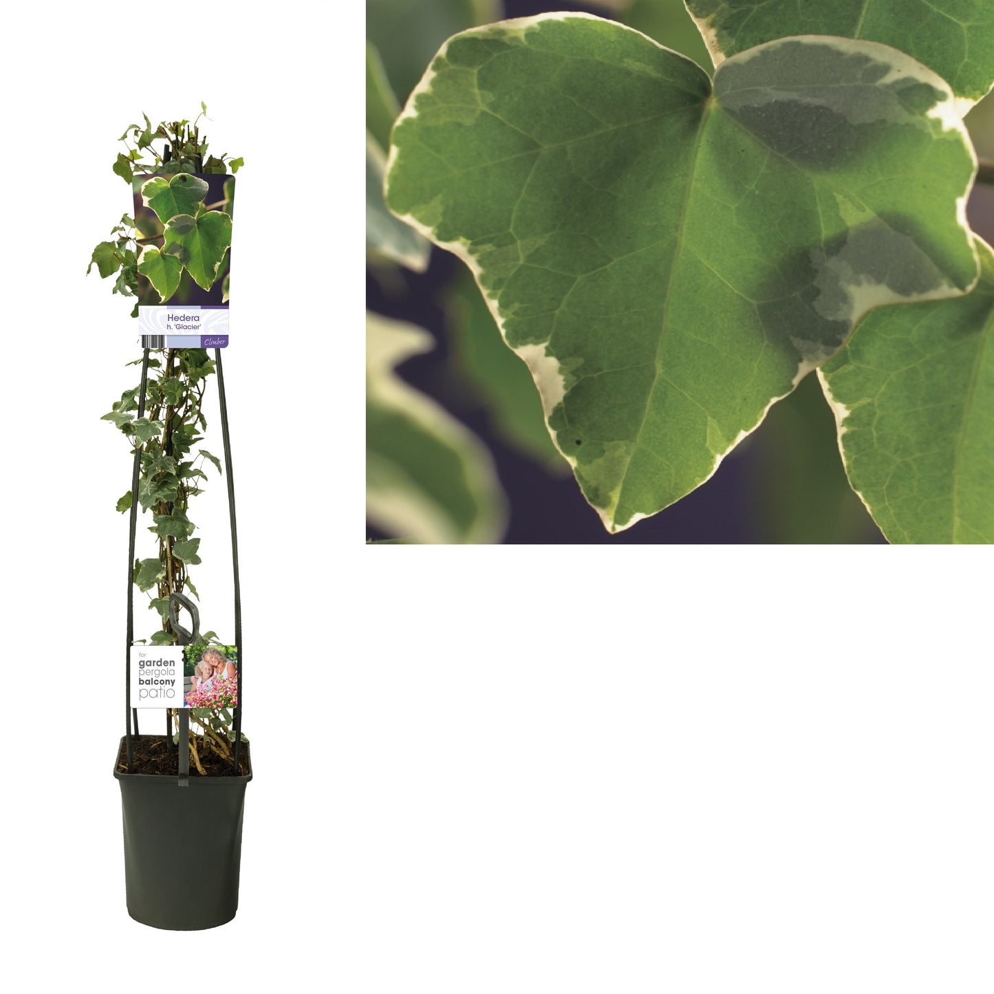 Hedera helix Glacier 23cm Pot