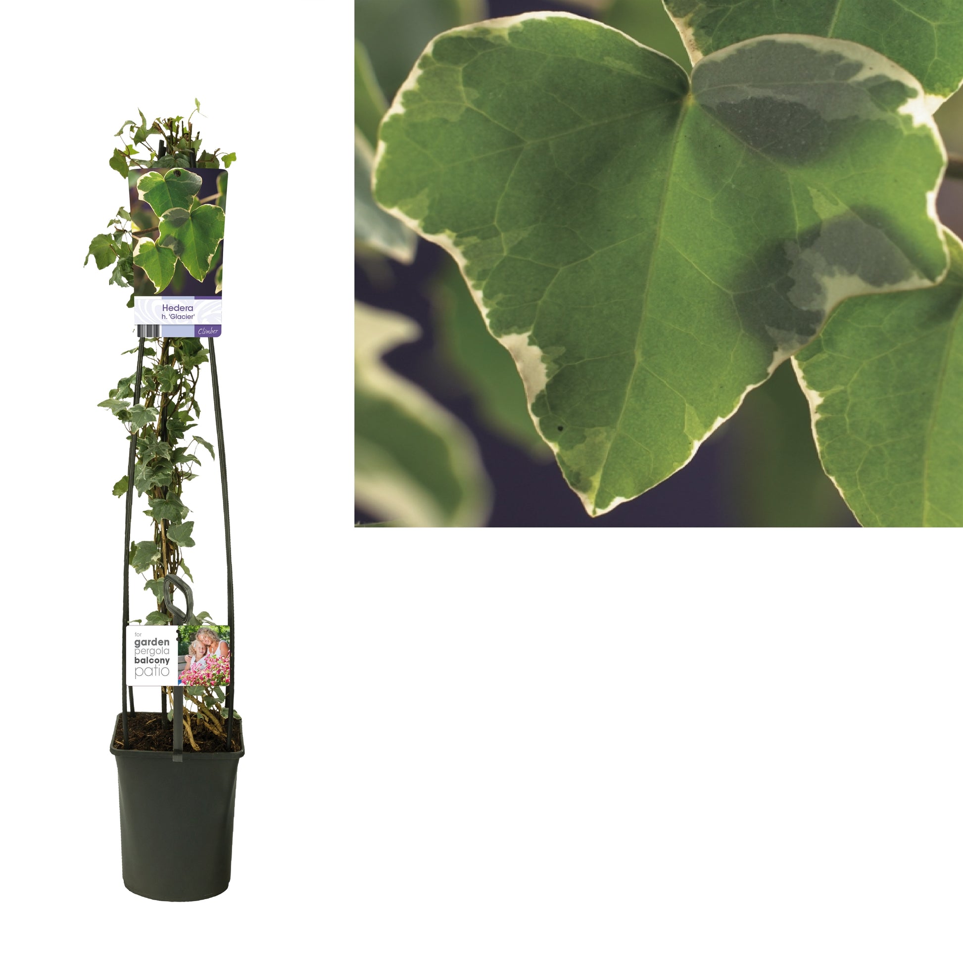 Hedera helix Glacier 23cm Pot