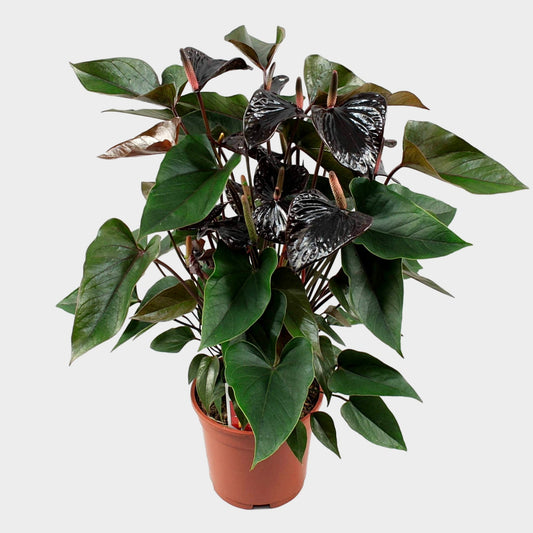 Anthurium Black Beauty 50cm 17cm Pot