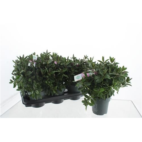 Hebe Hebedonna Eva 35cm 15cm Pot