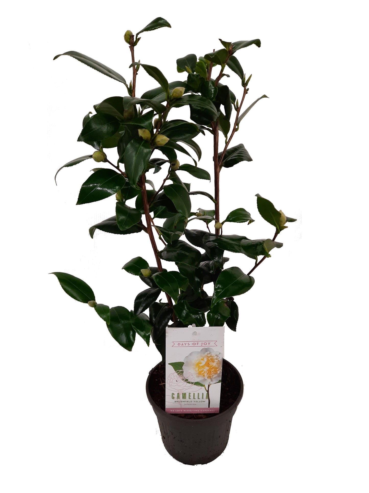 Valk BV Patioplant Camellia Brushfield's Yellow Pack of 6