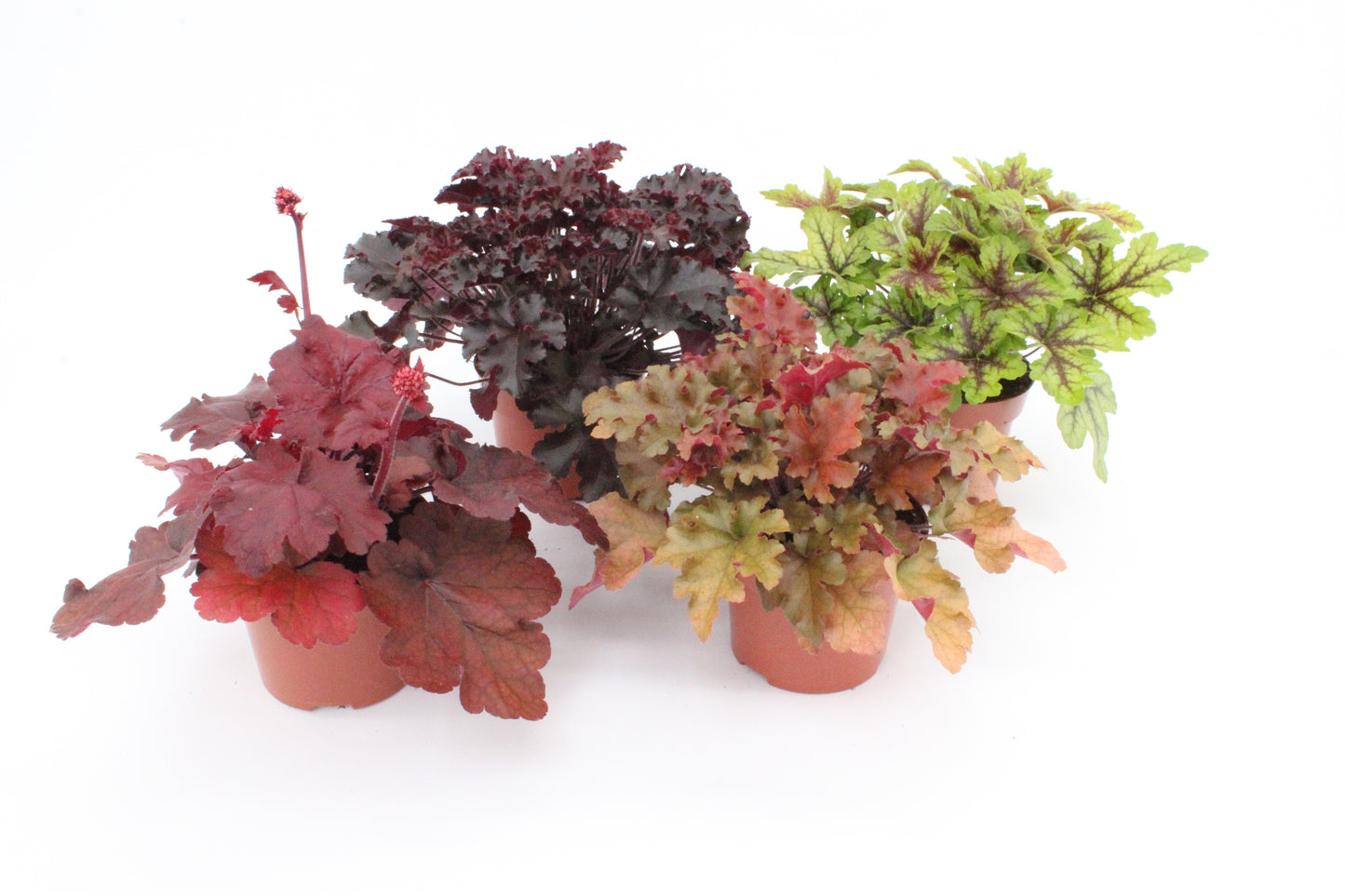 Grootscholten BV. Gebr. Heuchera hybrid Pack of 8