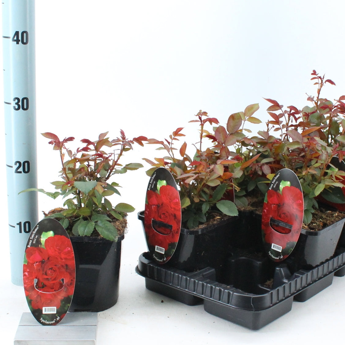 Rosa Hybrid 25cm 14cm Pot