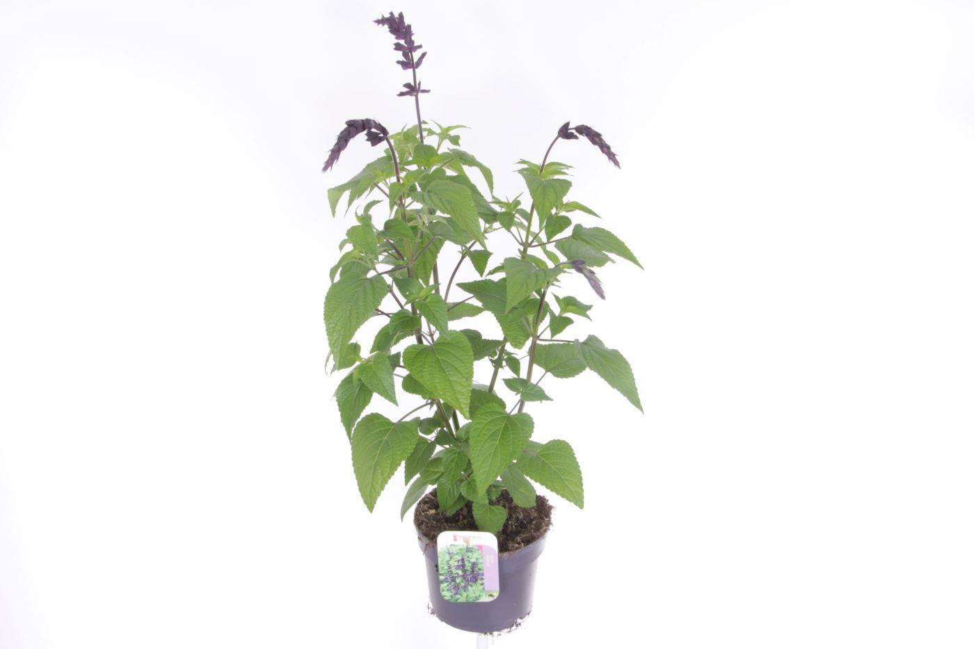 Salvia officinalis 55cm 17cm Pot