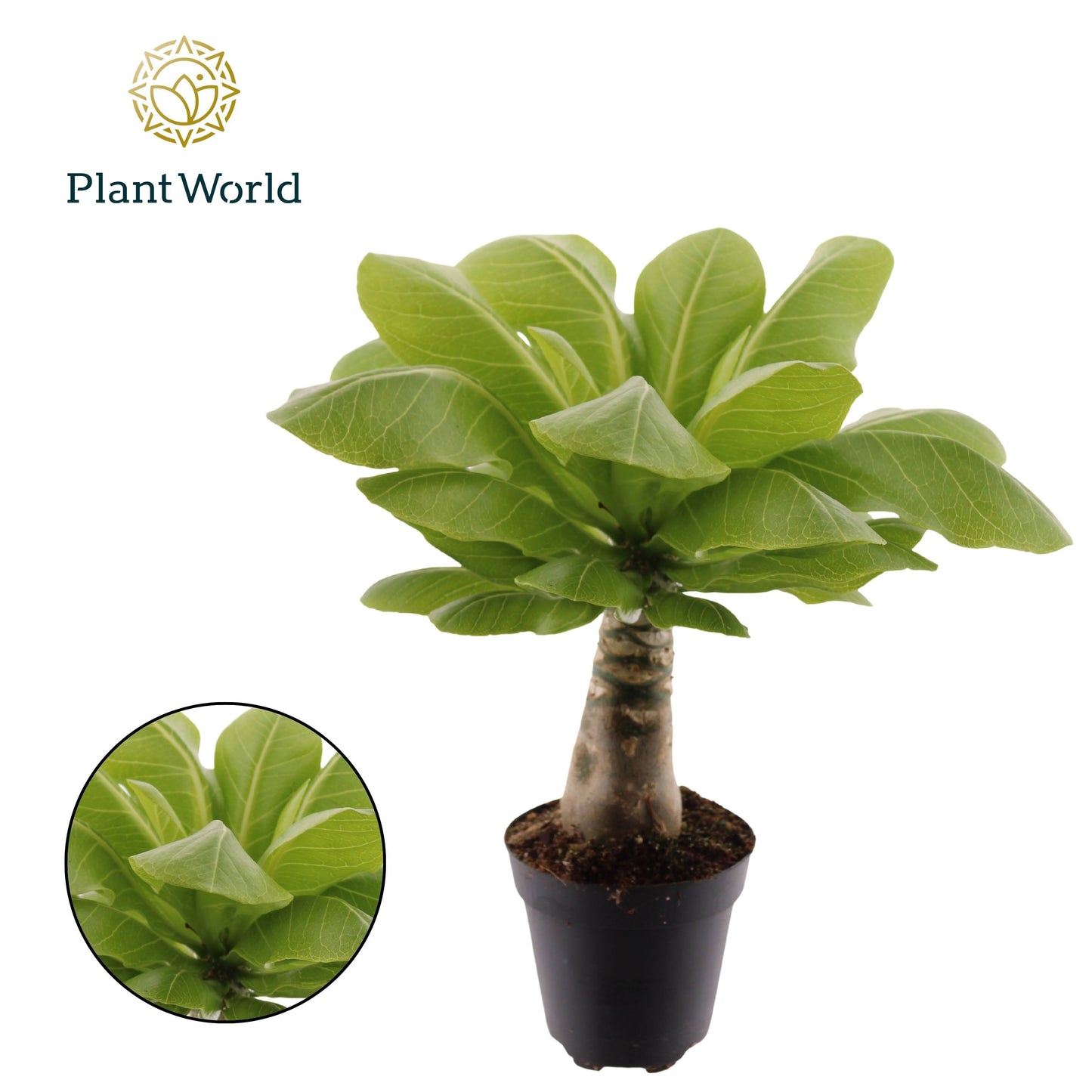 Brighamia Hawaiian Palm 30cm 12cm Pot