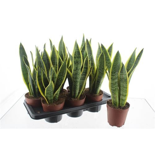 Sansevieria Laurentii 50cm 14cm Pot