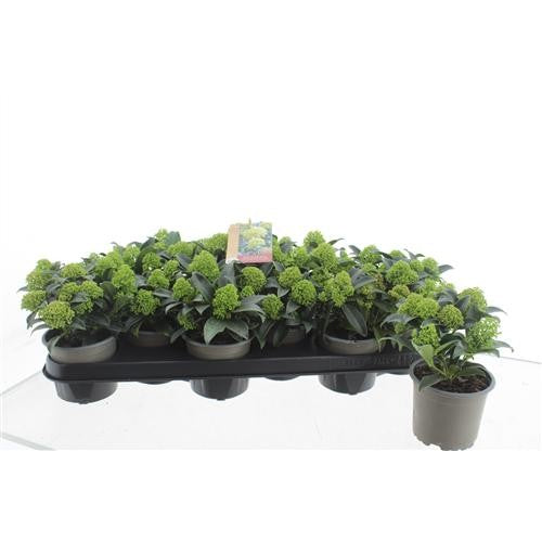 Skimmia japonica Godrie's Dwarf 20cm 10.5cm Pot