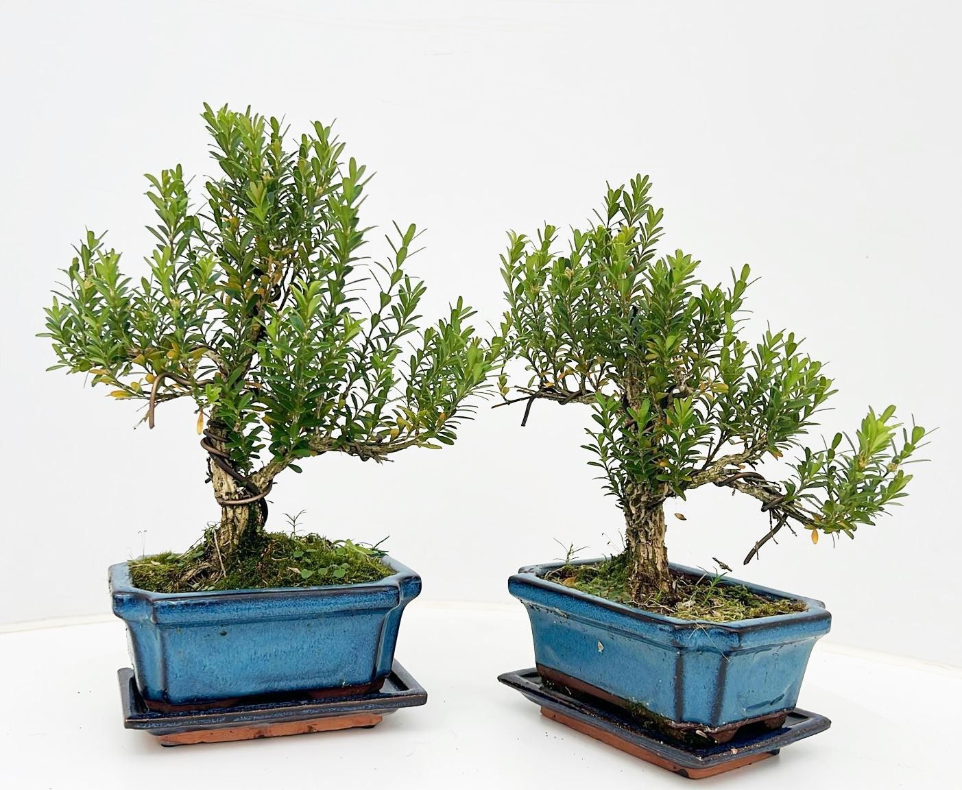 Bonsai Metasequoia Forest 30cm 15cm Pot