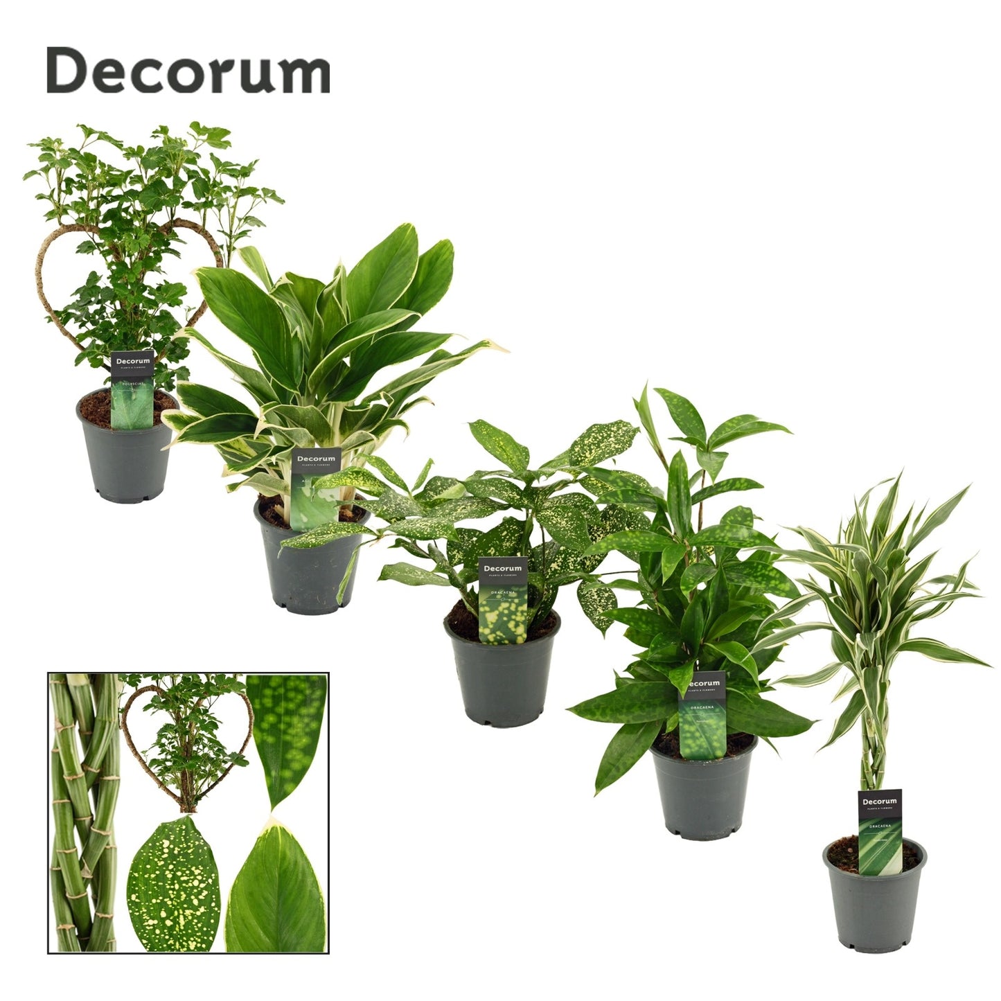 Foliage houseplants mix 50cm 12cm Pot