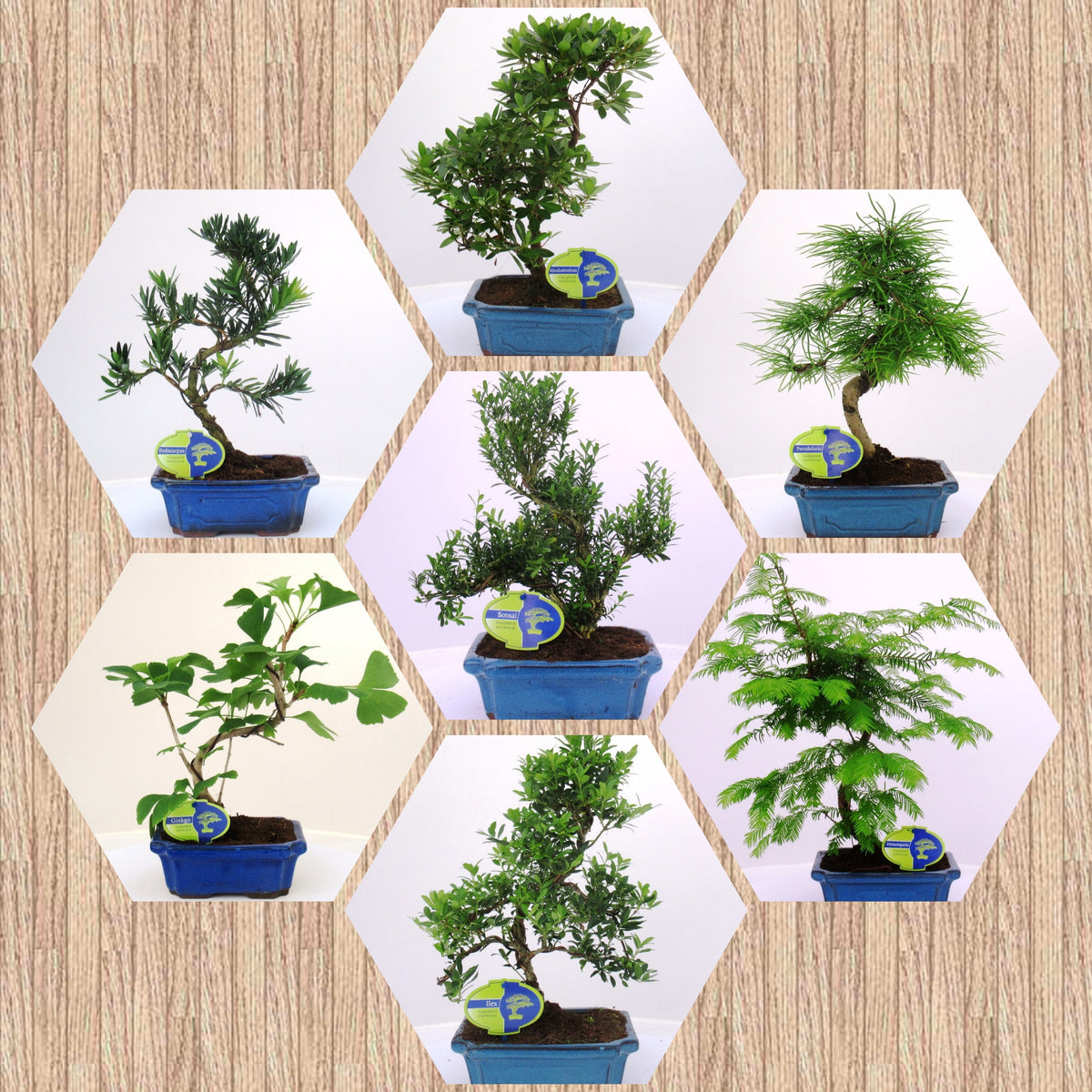Bonsai mix (outdoor) 35cm 20cm Pot