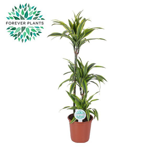 Dracaena fragrans Lemon Lime 125cm 24cm Pot