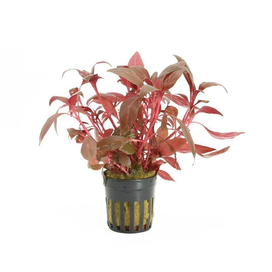 Aquarium plant mix 10cm 5cm Pot