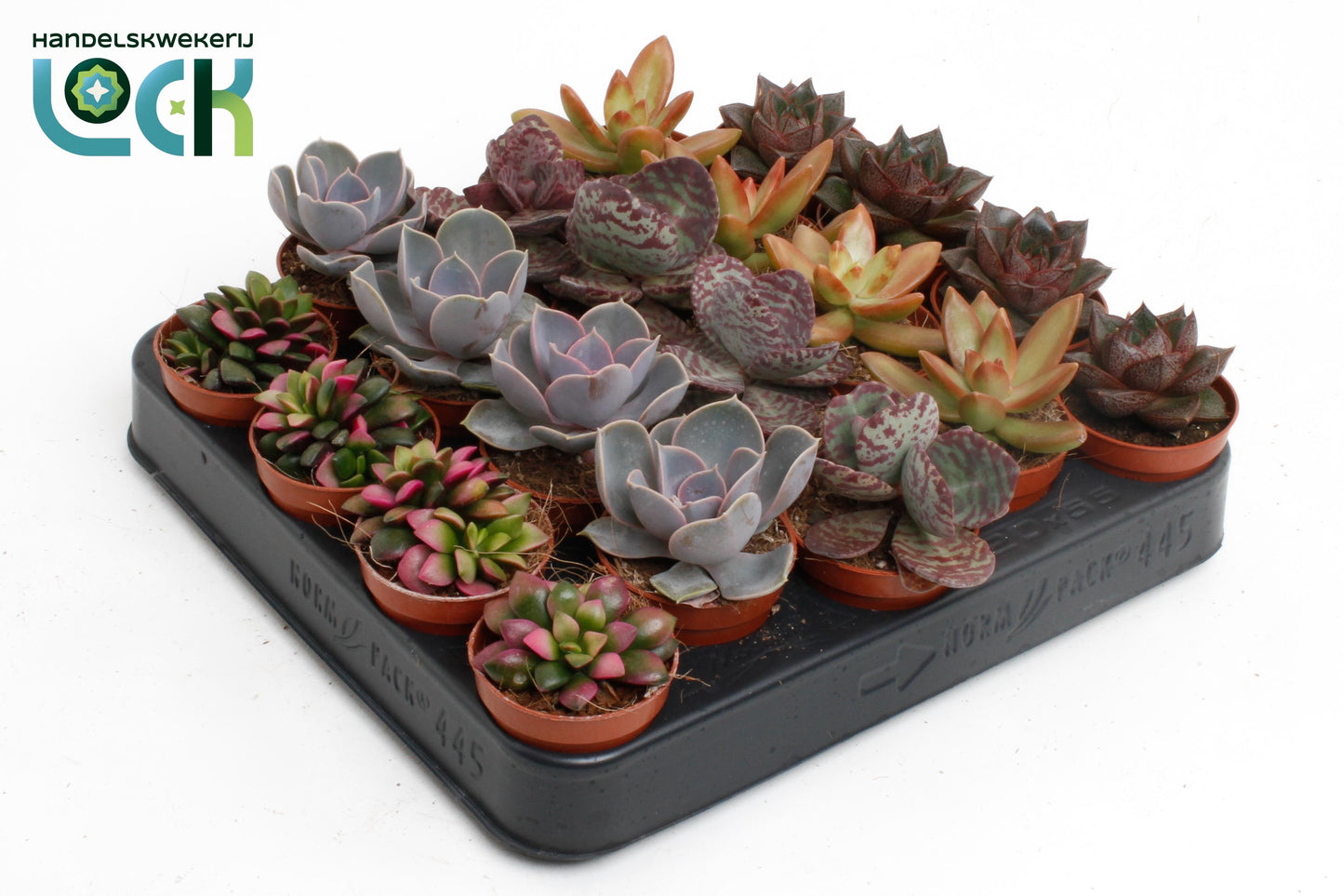 Autumn mix 10cm 5.5cm Pot