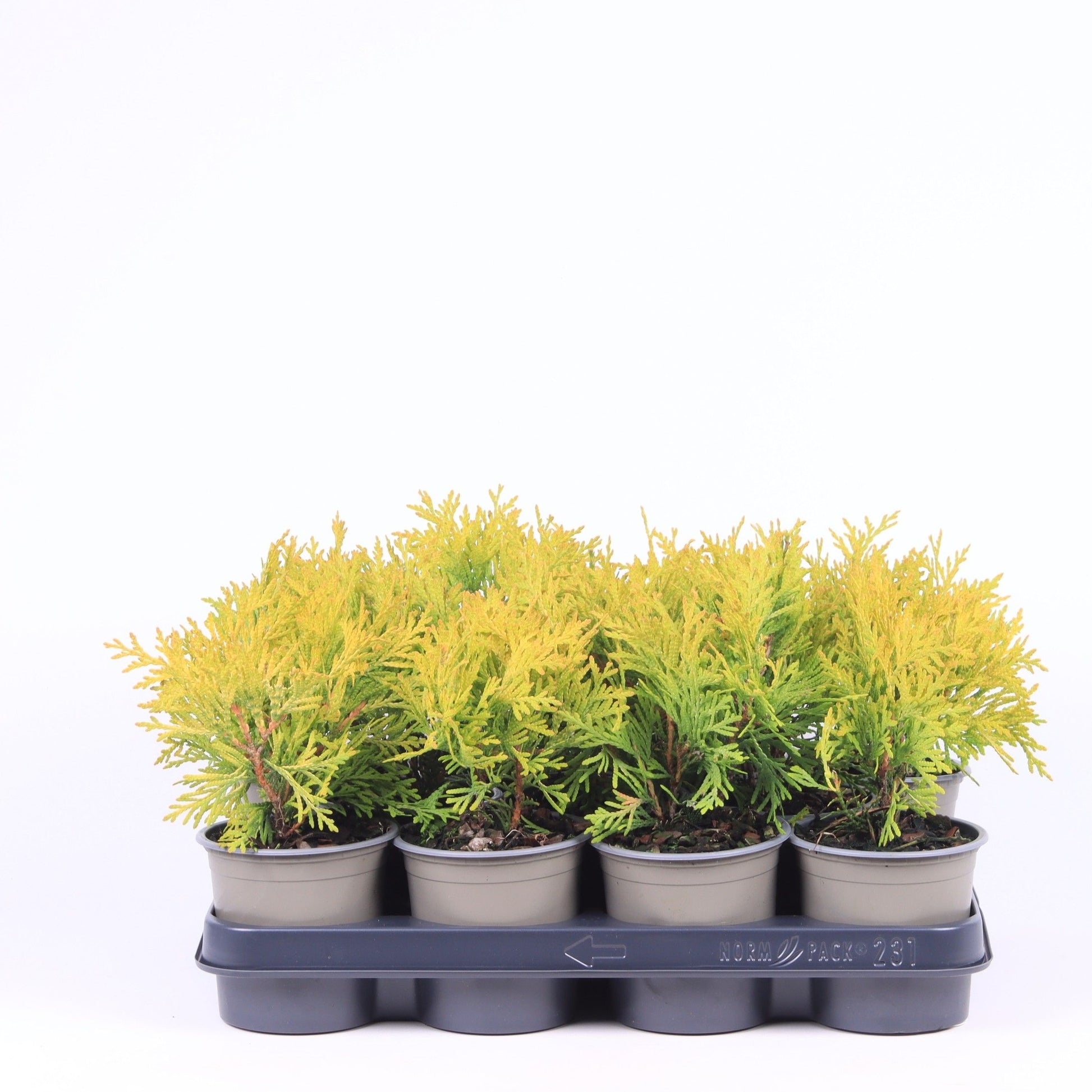 Thuja occidentalis Golden Globe 20cm 11cm Pot