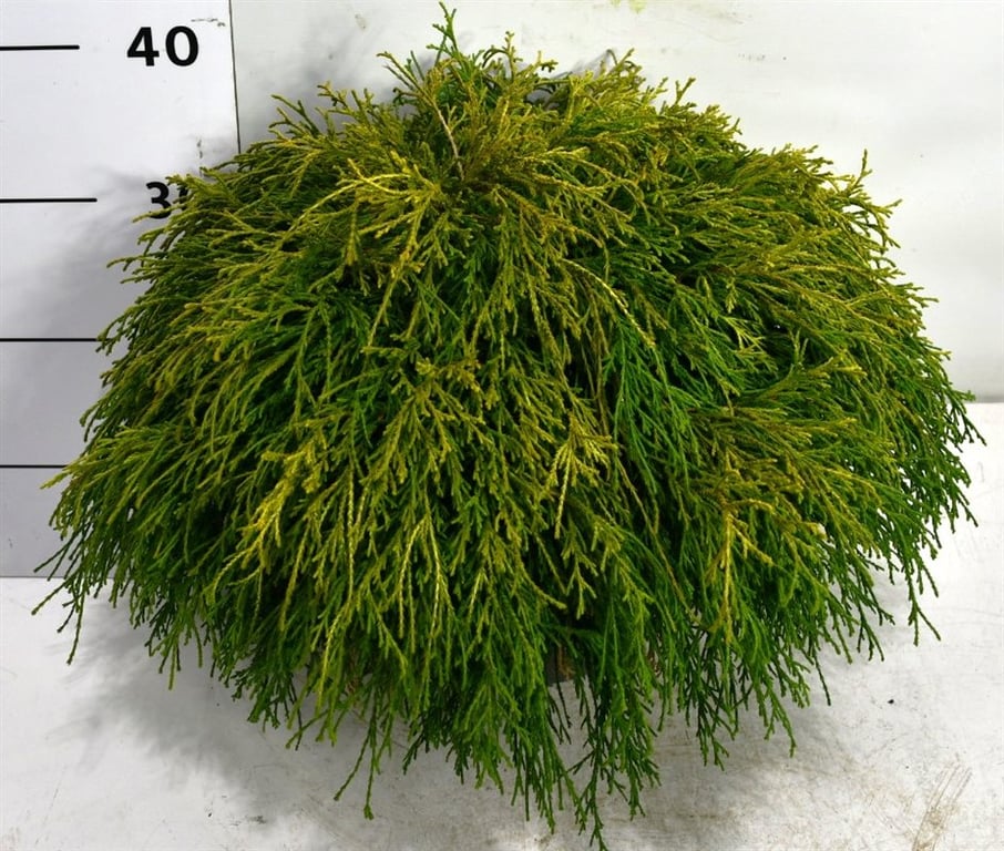 Chamaecyparis Sungold 40cm 23cm Pot