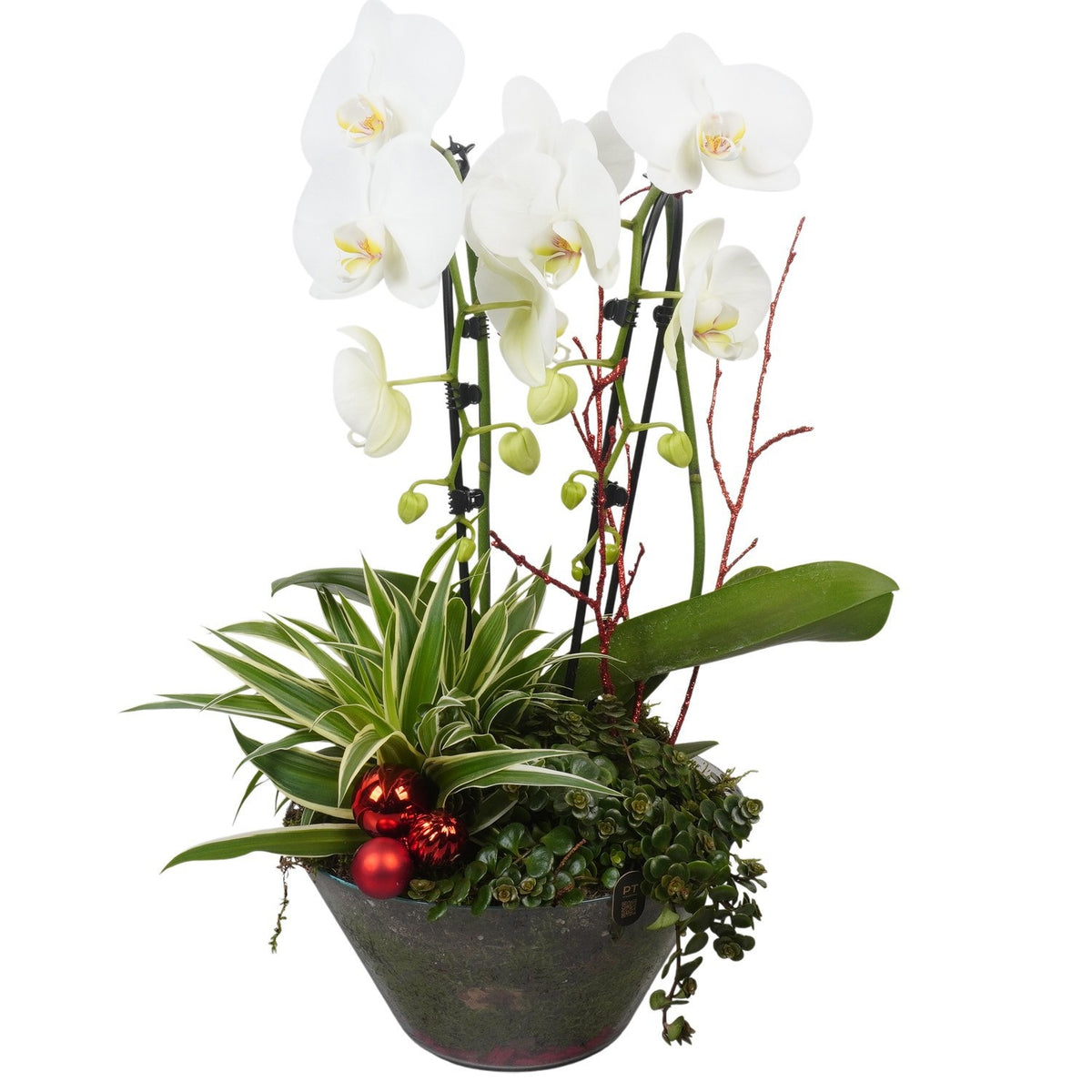 Christmas arrangement 57cm 25cm Pot