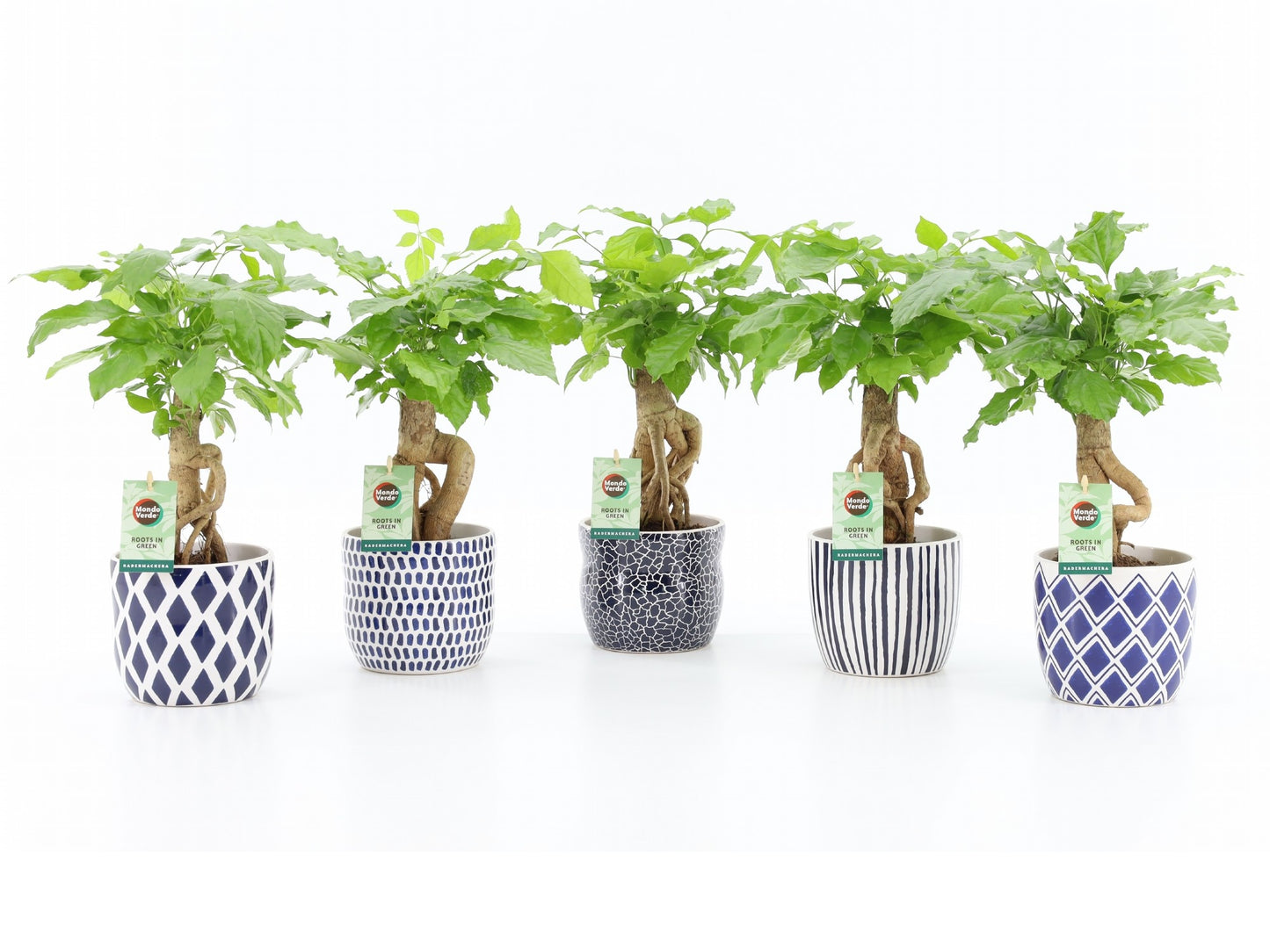 Radermachera sinica 30cm 13cm Pot